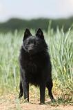 SCHIPPERKE 625